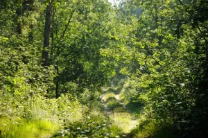 Kerstpakketten.nl: Trotse donateur van Trees for All