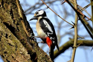 Kerstpakketten.nl: Trotse donateur van Trees for All
