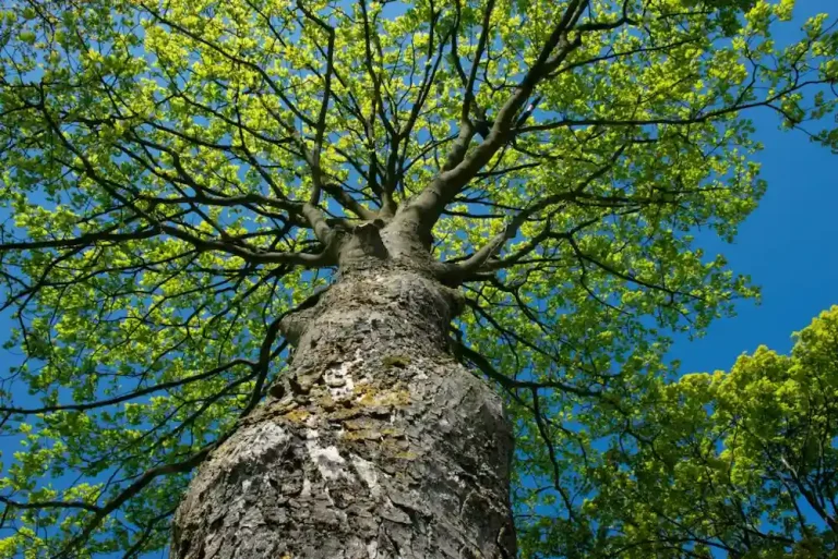 Kerstpakketten.nl: Trotse donateur van Trees for All